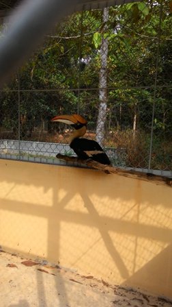 Vườn quốc gia Lò Gò - Xa Mát vừa mới cứu hộ thành công loài chim quý hiếm - Hồng hoàng