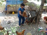 Chuyển giao kỹ thuật nuôi gà, trồng rau cho người dân vùng đệm