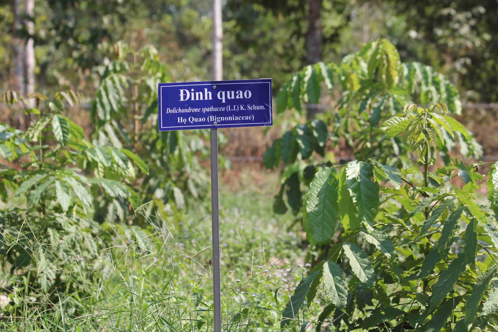 Đề tài “Điều tra nguồn tài nguyên cây thuốc ở Vườn quốc gia Lò Gò – Xa Mát tỉnh Tây Ninh phục vụ cho yêu cầu bảo tồn và phát triển”