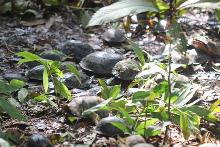 Khi Rùa về với thiên nhiên Vườn quốc gia Lò Gò – Xa Mát