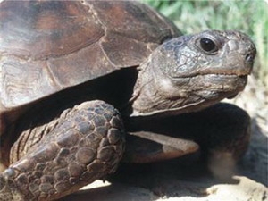 Vườn quốc gia Lò Gò-Xa Mát tiếp nhận 83 cá thể rùa quý hiếm