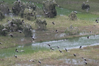 Những cánh cò Nhạn lại về Vườn quốc gia Lò Gò – Xa Mát.