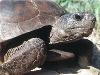 Vườn quốc gia Lò Gò-Xa Mát tiếp nhận 83 cá thể rùa quý hiếm